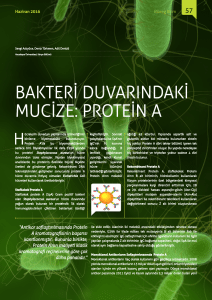 bakteri duvarındaki mucize: protein a
