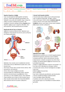 5. Sınıf Fen Bilimleri Boşaltım Organları ve Sağlığı