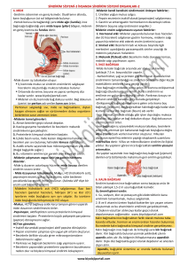 sindirim sistemi-3 insanda sindirim sistemi organları-2