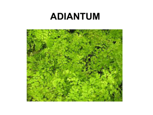 Adiantum - Plant Media