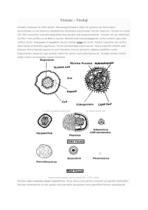Virüsler – Viroloji - Biyoloji Ders Notları