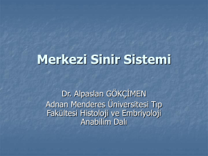 Merkezi Sinir Sistemi - Adnan Menderes Üniversitesi