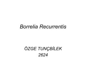 Borrelia recurrentis