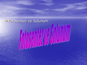 Fotosentez ve Solunum