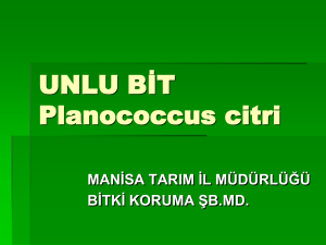 UNLU BİT Planococcus citri