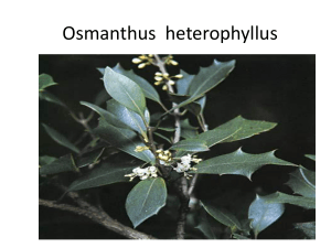 Osmanthus heterophyllus