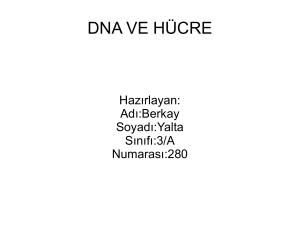 DNA VE HÜCRE Hazırlayan: Adı:Berkay Soyadı:Yalta Sınıfı:3/A