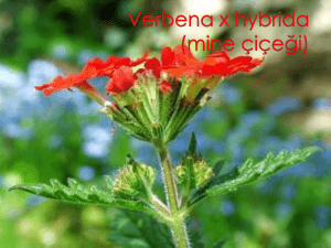 Verbena sp. (Mine çiçe*i)