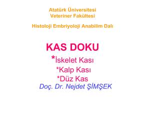 Kas Doku - Histoloji Bölümü