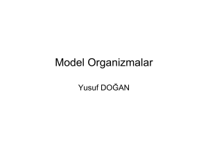 Model Organizmalar