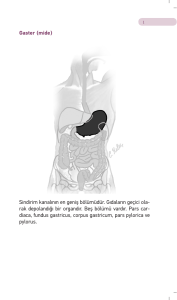 Gaster (mide) Sindirim kanalının en geniş bölümüdür. Gıdaların