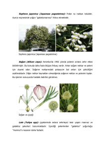 Sophora japonica (Japanese pagodotree): Polen ve nektarı toksiktir.