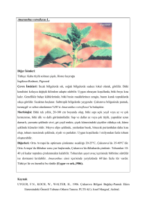 Amaranthus retroflexus L. Diğer İsimleri