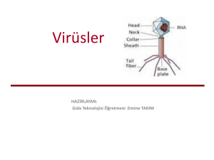 Virüsler - files.eba.gov.tr