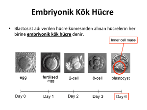 Embriyonik Kök Hücre