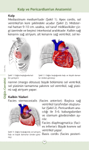 Kalp ve Pericardium`un Anatomisi - Journal of Clinical and Analytical