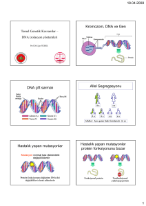 Kromozom, DNA ve Gen DNA çift sarmalı Allel