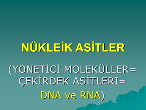 DNA RNA - files.eba.gov.tr