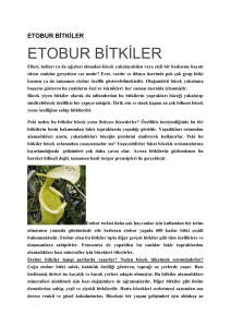 etobur bitkiler - Adana Gönüllü Gıda Güvenliği Merkezi Derneği