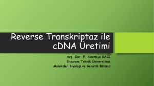 Reverse Transkriptaz ile cDNA Üretimi