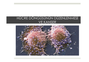 18. Hücre Döngüsünün Düzenlenmesi ve Kanser.pptx