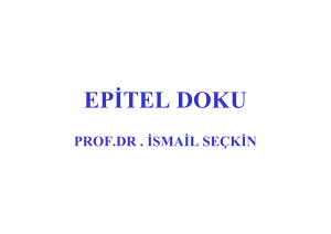 Epitel_Doku192.25 KB