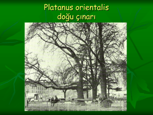 Platanus orientalis doğu çınarı