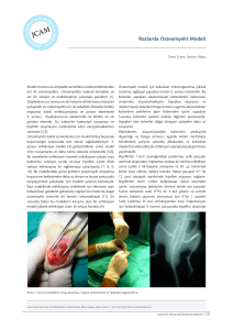 Ratlarda Osteomyelit Modeli - Journal of Clinical and Analytical