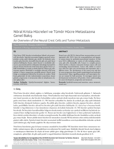 Nöral Krista Hücreleri ve Tümör Hücre Metastazına Genel Bakış