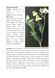Matricaria chamomilla L