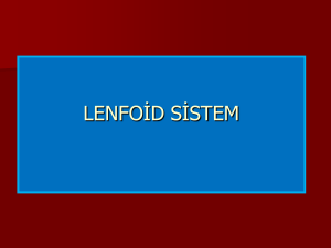lenfoid sistem_14