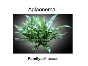 Aglaonema - Plant Media