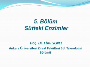 5. Bölüm Sütteki Enzimler Doç. Dr. Ebru ŞENEL Ankara Üniversitesi