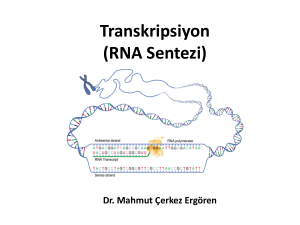 Transkripsiyon (RNA Sentezi)