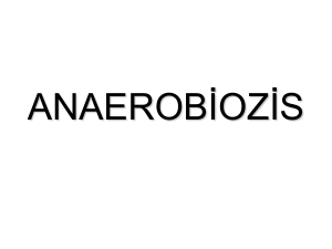 anaerobiyozis -enzimler -metabolizma