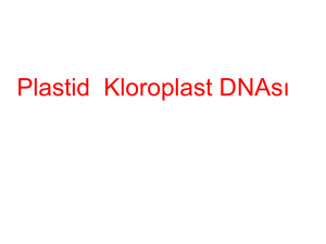 Plastid kloroplast DNA`sı