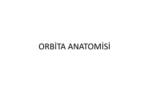 Orbita anatomisi