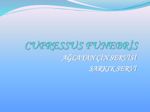 cupressus funebr*s