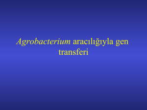 Agrobacterium aracılığıyla gen transferi