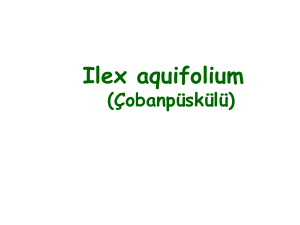 Ilex aquifolium (Çobanpüskülü)