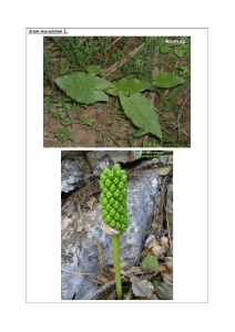Arum maculatum L. - Türkiye Herboloji Derneği