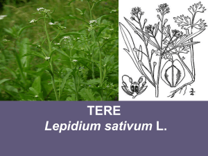 SOĞAN: Allium cepa L.