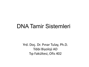 DNA Tamir Sistemleri