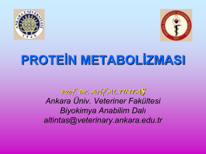 Protein Metabolizması