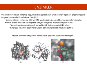 enzimler - fbuyukserin.at.etu.edu.tr