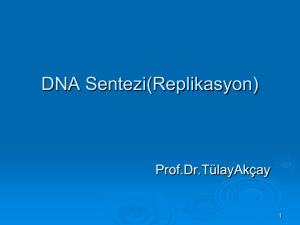 T  lay Ak  ay Ders Notu DNA Replikasyon Sunu 2012