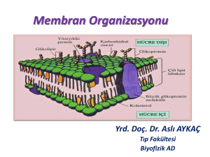 membran organizasyonu_66