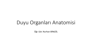 Duyu Organları Anatomisi - Ankara Üniversitesi Açık Ders Malzemeleri