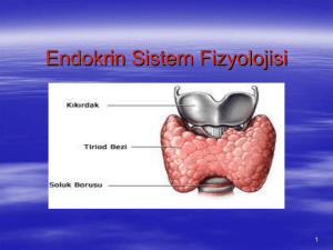 Endokrin Sistem Fizyolojisi