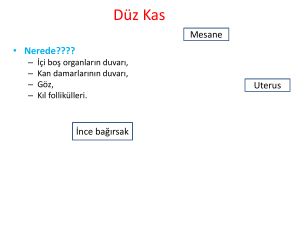 Duz-Kas-Histolojisi380.16 KB
